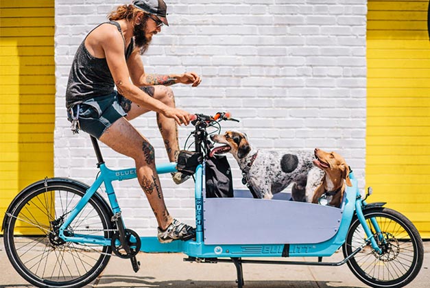 Transport d'animal a velo